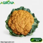 Yellow cauliflower Seeds