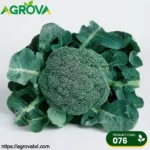 Broccoli Seeds