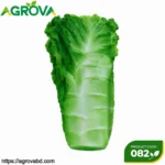 White Lettuce Seeds