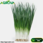 Four Season Small Scallion Seeds