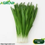 White Root Leek Seeds