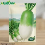 Emerging Green white Radish Seeds