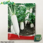 White Radish Nine Pound King Seeds