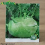 Tianjin Green Radish Seeds