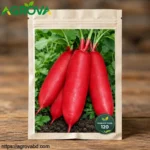 Big Red Robe Radish