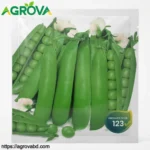 Dutch Verity Bean Seeds