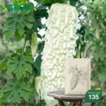 White Bitter Long Melon Seeds