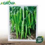 Agrova Hangzhou Pepper Seeds