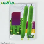 Agrova Long Sponge Gourd Seeds