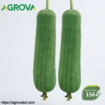 Changsha Meat Sponge Gourd Seeds