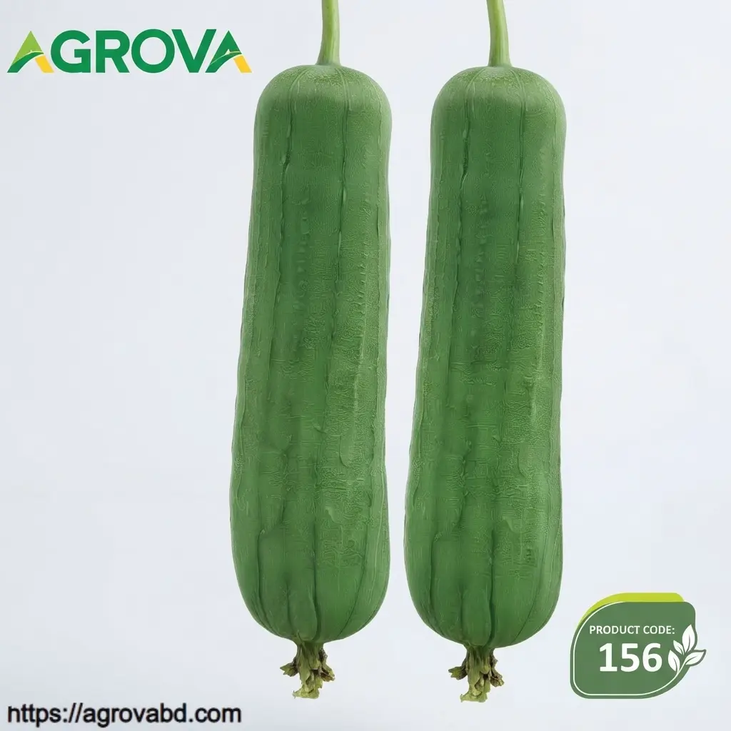 156 (1) Changsha Meat Sponge Gourd Seeds - Image 1