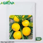 Huangbaozhu zucchini Ball Squash Seeds
