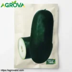 Black Skin Winter Melon Seeds