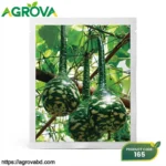 Agrova Swan Gourd Seeds
