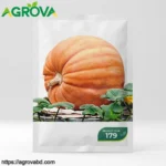 Giant 100 Plus Kg Pumpkin Seeds