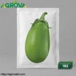 Green Jar Eggplant Seeds