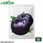 Purple Round Ball Eggplant Seeds