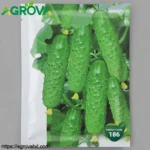 Agrova Fruit Cucumber Seeds